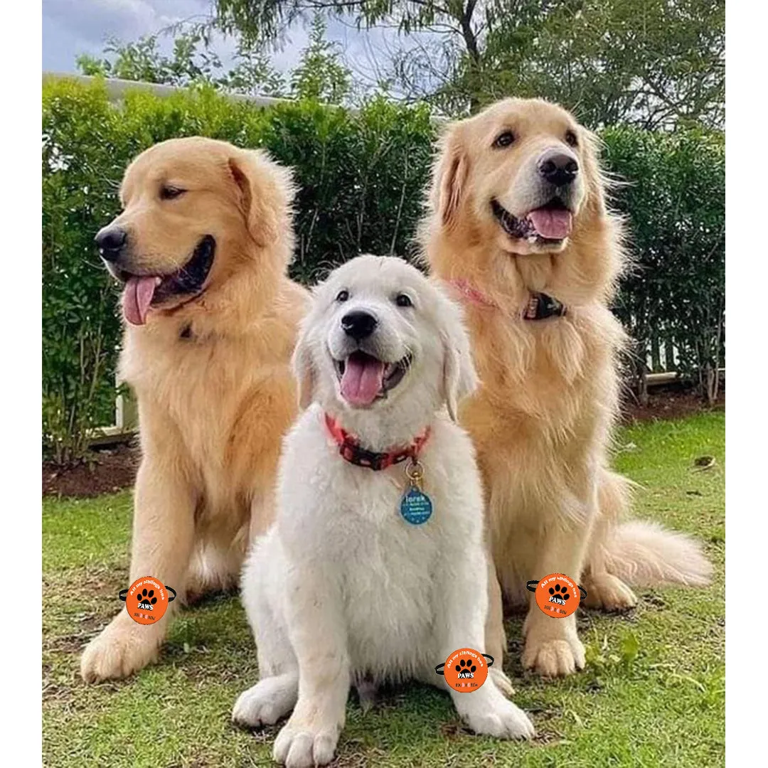 All My Siblings have Paws Pet Rakhi