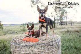 Dog Collar PVC 32mm x 55cm - Orange