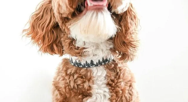 Personalized Dog Collar Custom Dog Tag
