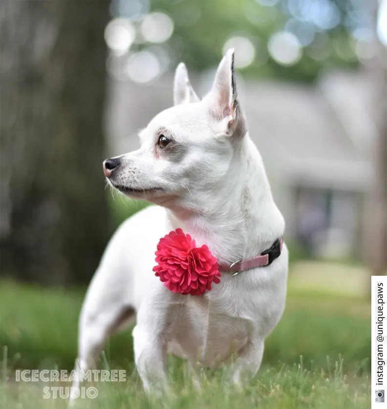 PomPom Light Blue Bloom Collar Slide On - Small Flower Collar Accessory