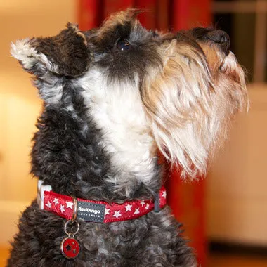 Red Dingo - Red Stars Dog Collar - Small