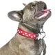 Red Dingo - Red Stars Dog Collar - Small