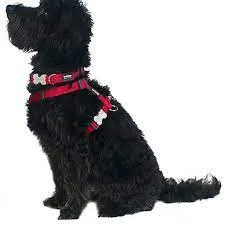 Red Dingo - Red Stars Dog Collar - Small
