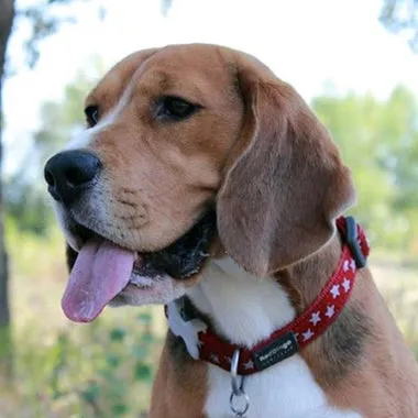 Red Dingo - Red Stars Dog Collar - Small